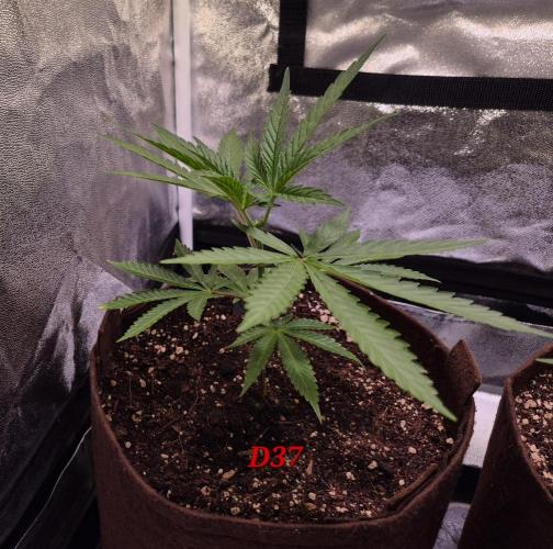 •OceanTruffle • Clones•. Week 6