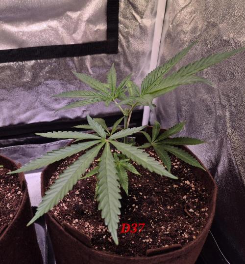 •OceanTruffle • Clones•. Week 6