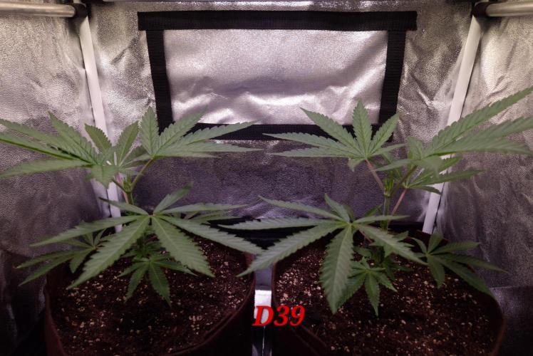 •OceanTruffle • Clones•. Week 6