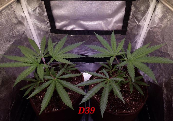•OceanTruffle • Clones•. Week 6