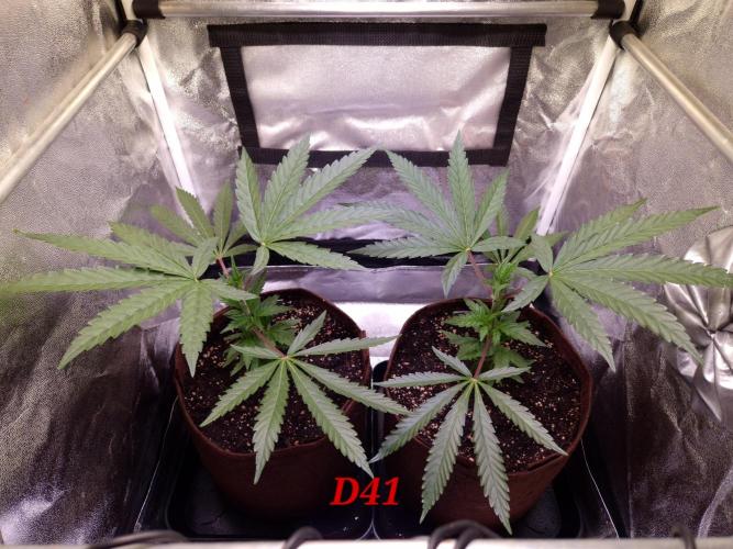 •OceanTruffle • Clones•. Week 6