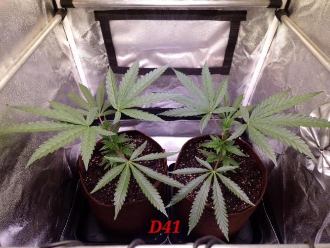 •OceanTruffle • Clones•. Week 6