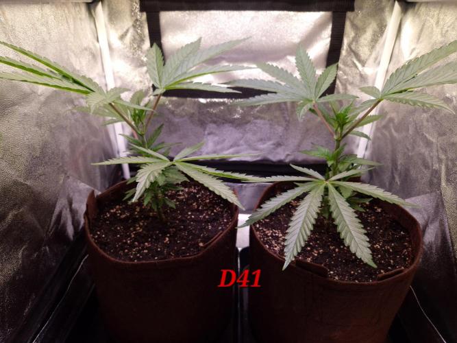 •OceanTruffle • Clones•. Week 6