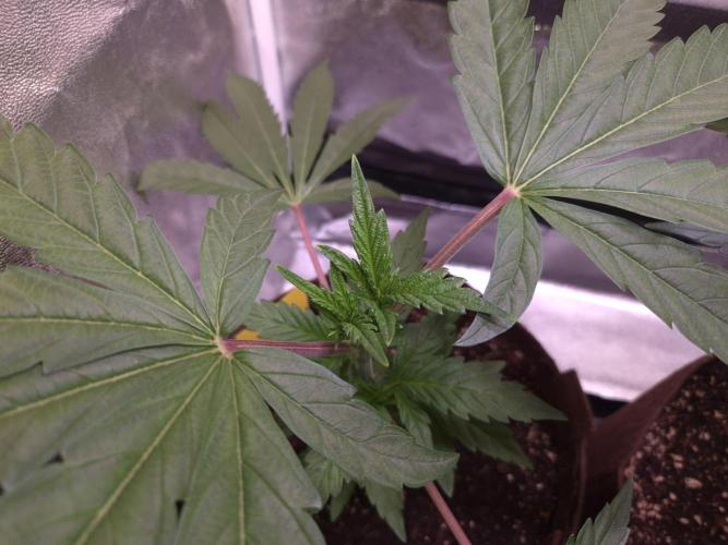 •OceanTruffle • Clones•. Week 6 - D42