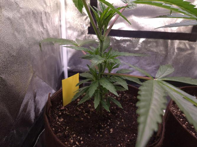 •OceanTruffle • Clones•. Week 6 - D42