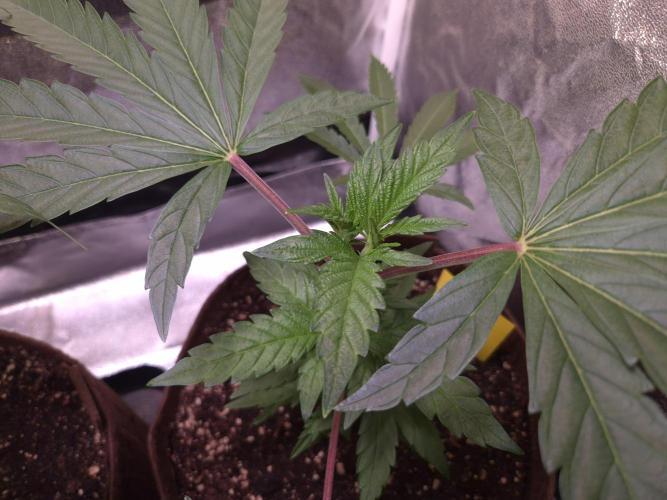 •OceanTruffle • Clones•. Week 6 - D42