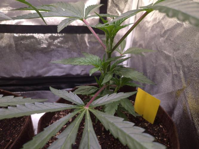 •OceanTruffle • Clones•. Week 6 - D42