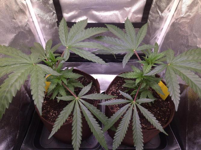 •OceanTruffle • Clones•. Week 6 - D42