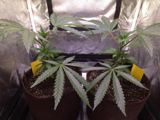 •OceanTruffle • Clones•. Week 6 - D42
