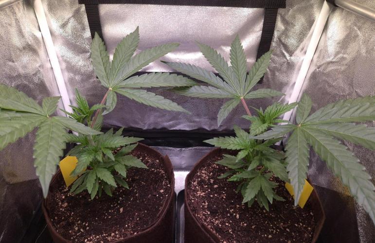 •OceanTruffle • Clones•. Week 6