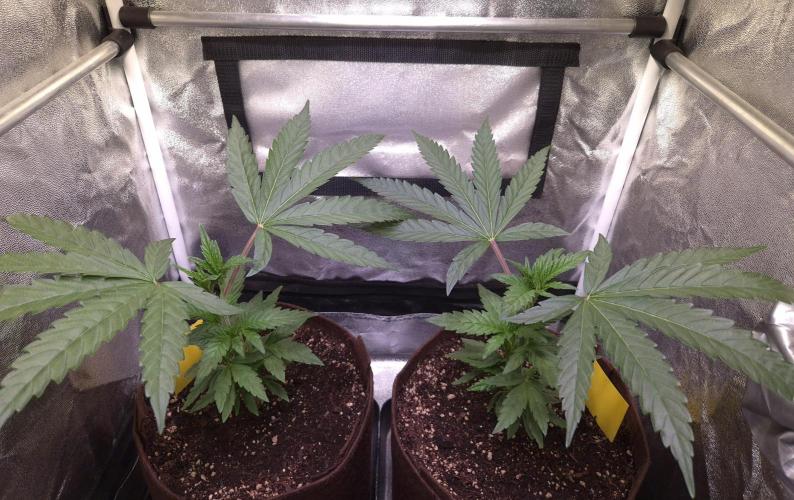 •OceanTruffle • Clones•. Week 6