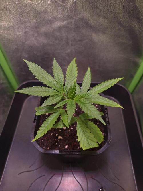 Micro-Reversal - Collodial Silver&STS. Week 4 - D23