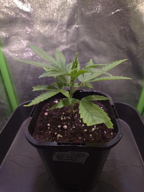 Micro-Reversal - Collodial Silver&STS. Week 4 - D23