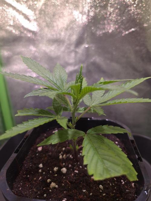Micro-Reversal - Collodial Silver&STS. Week 4 - D23