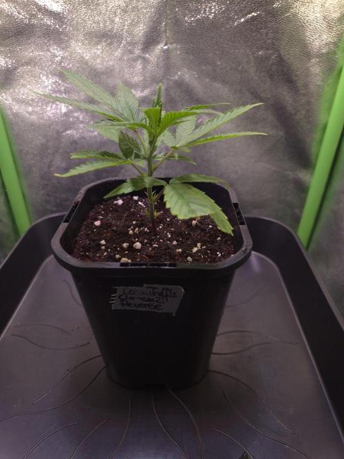 Micro-Reversal - Collodial Silver&STS. Week 4 - D23