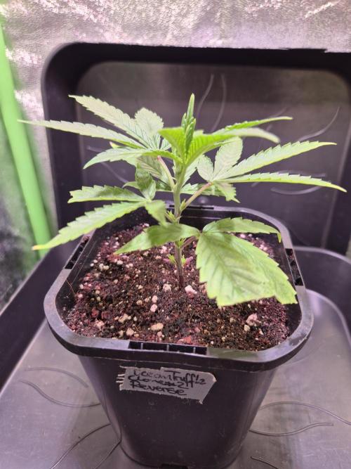 Micro-Reversal - Collodial Silver&STS. Week 4 - D23