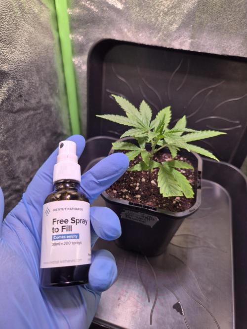 Micro-Reversal - Collodial Silver&STS. Week 4 - D23