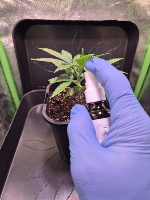 Micro-Reversal - Collodial Silver&STS. Week 4 - D23