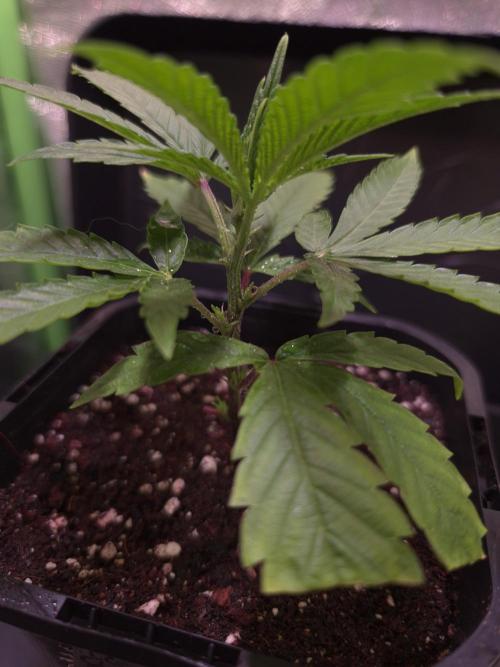 Micro-Reversal - Collodial Silver&STS. Week 4 - D23