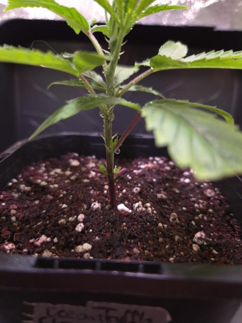 Micro-Reversal - Collodial Silver&STS. Week 4 - D23