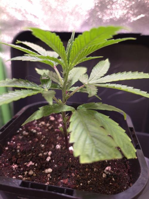 Micro-Reversal - Collodial Silver&STS. Week 4 - D23
