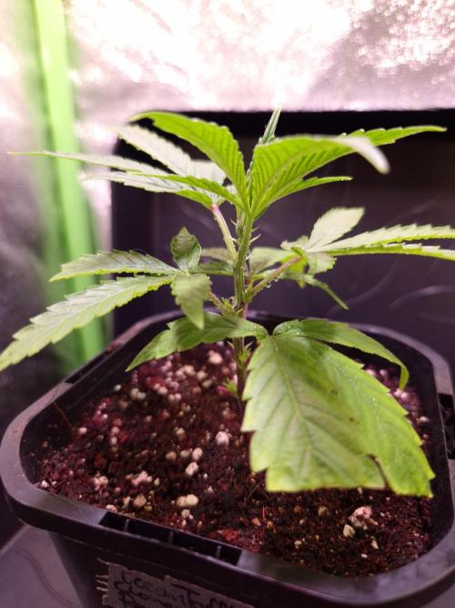 Micro-Reversal - Collodial Silver&STS. Week 4 - D23