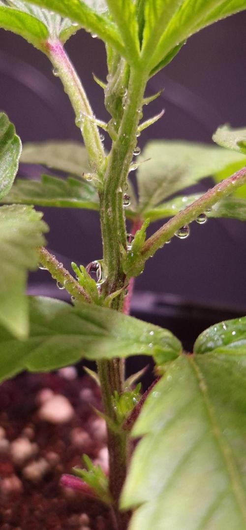 Micro-Reversal - Collodial Silver&STS. Week 4 - D23