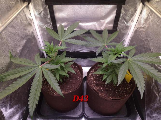 •OceanTruffle • Clones•. Week 7