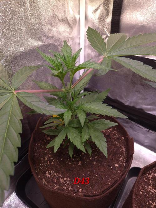 •OceanTruffle • Clones•. Week 7