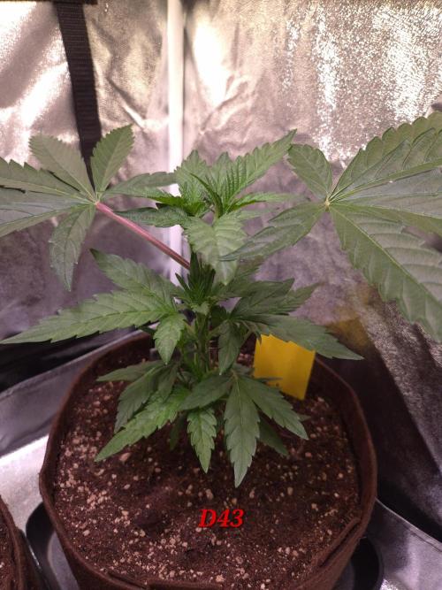 •OceanTruffle • Clones•. Week 7