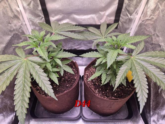 •OceanTruffle • Clones•. Week 7