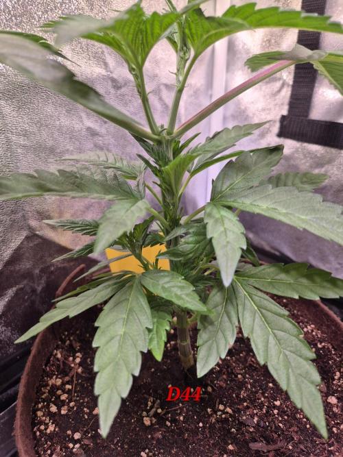 •OceanTruffle • Clones•. Week 7