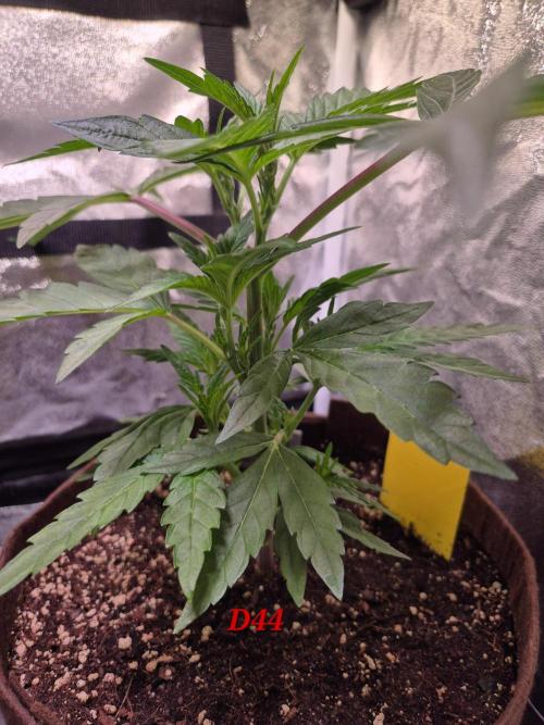 •OceanTruffle • Clones•. Week 7