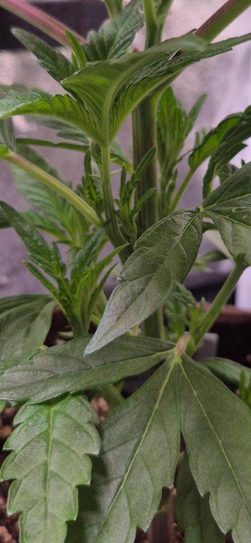•OceanTruffle • Clones•. Week 7