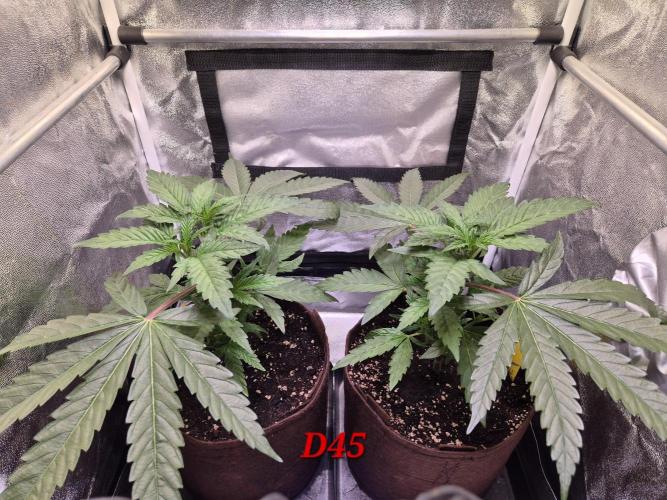 •OceanTruffle • Clones•. Week 7