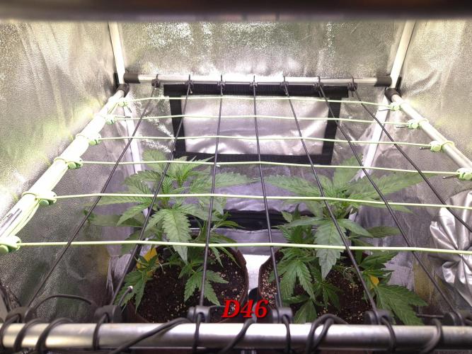 •OceanTruffle • Clones•. Week 7