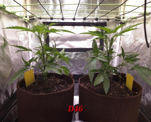 •OceanTruffle • Clones•. Week 7