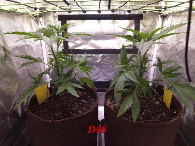 •OceanTruffle • Clones•. Week 7