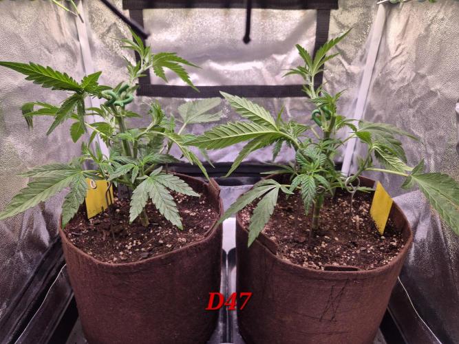 •OceanTruffle • Clones•. Week 7