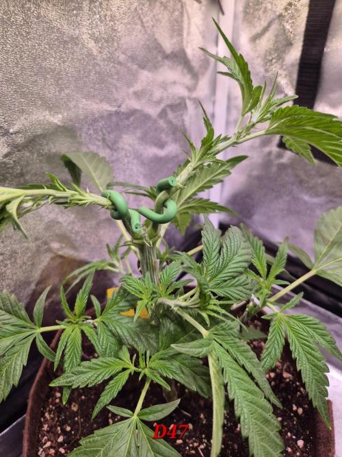 •OceanTruffle • Clones•. Week 7