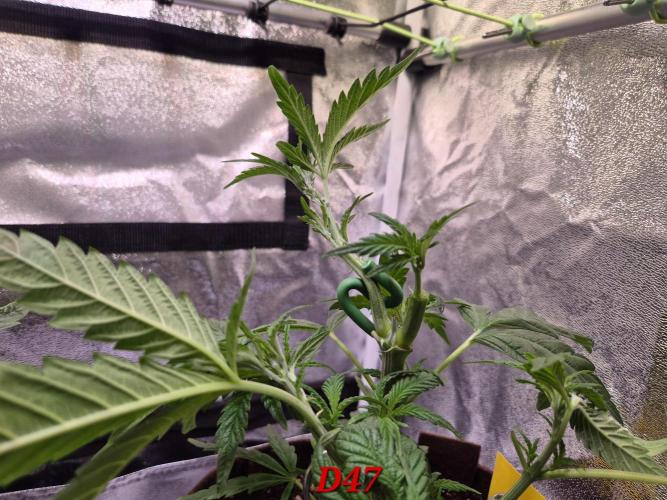 •OceanTruffle • Clones•. Week 7
