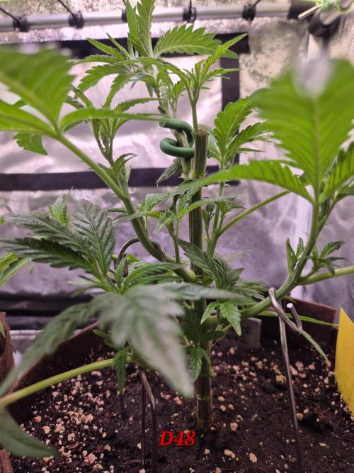 •OceanTruffle • Clones•. Week 7