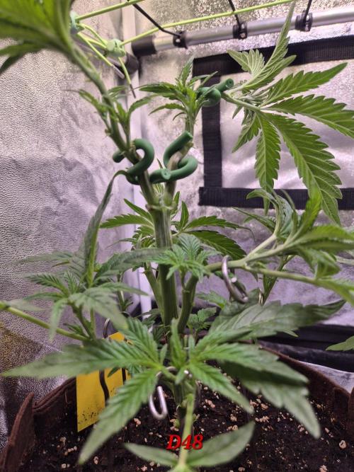 •OceanTruffle • Clones•. Week 7