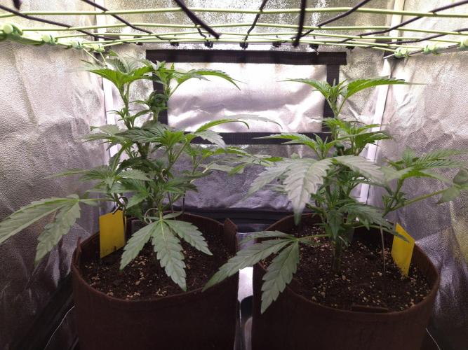 •OceanTruffle • Clones•. Week 7 - D49