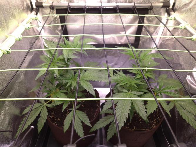 •OceanTruffle • Clones•. Week 7 - D49