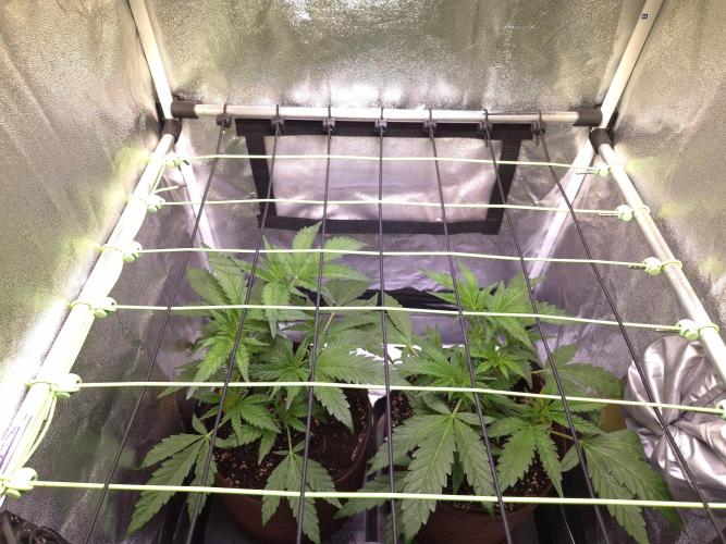 •OceanTruffle • Clones•. Week 7 - D49