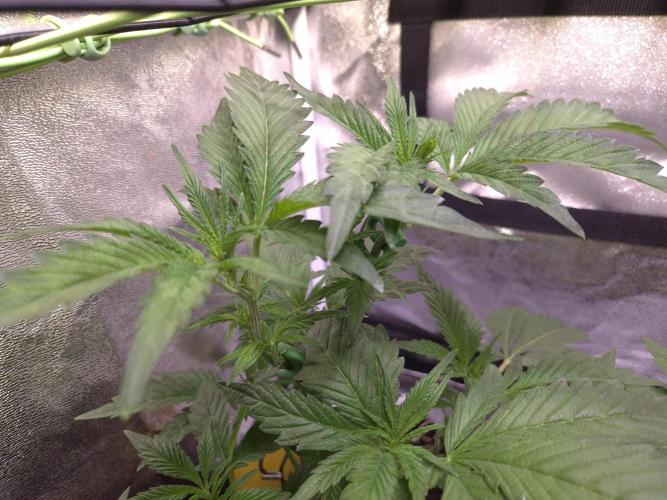 •OceanTruffle • Clones•. Week 7 - D49
