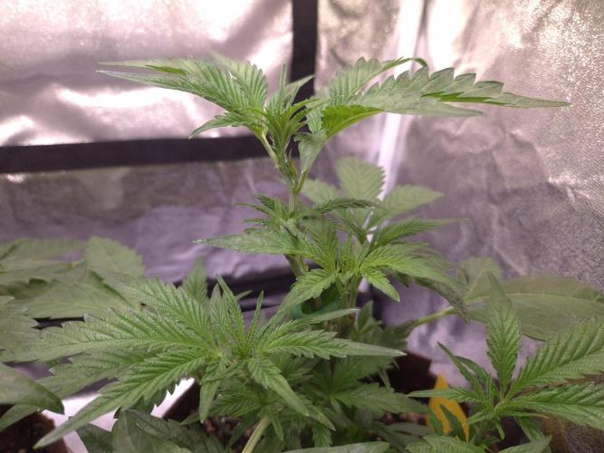 •OceanTruffle • Clones•. Week 7 - D49