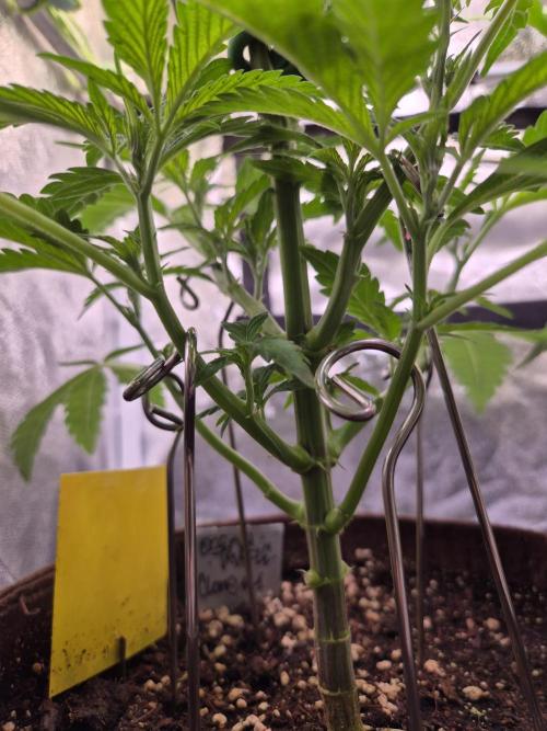 •OceanTruffle • Clones•. Week 7 - D49