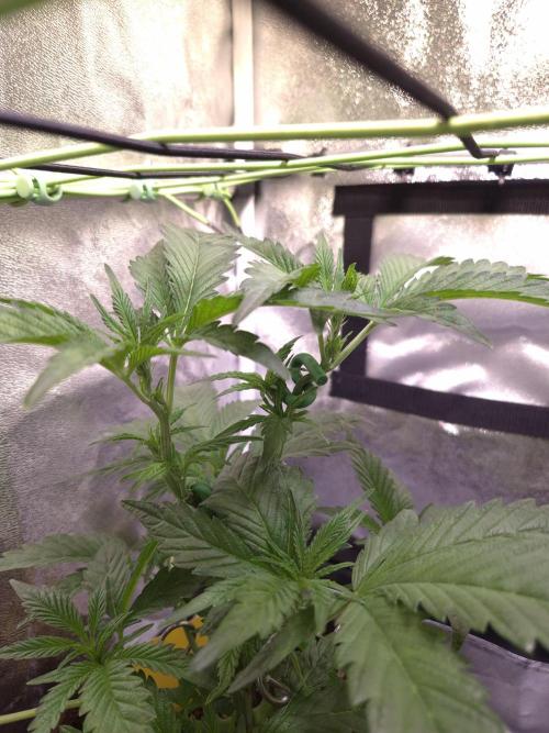 •OceanTruffle • Clones•. Week 7 - D49